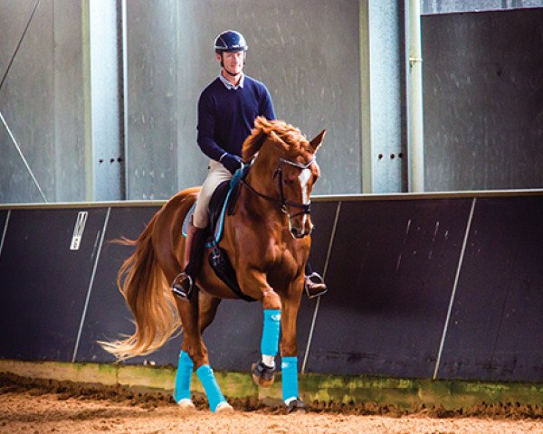 dressage horse Larenso (Danish Warmblood, 2007, from Bøgegårdens Laurino)