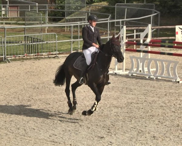Reitturnier Worms-Pfeddersheim / Reitsportanlage Wittemer 2020