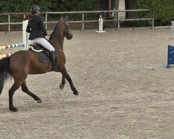 Reitturnier Worms-Pfeddersheim / Reitsportanlage Wittemer 2020