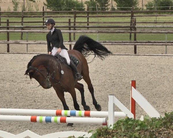 Reitturnier Worms-Pfeddersheim / Reitsportanlage Wittemer 2020