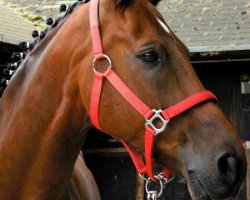 dressage horse Douglas 231 (Hanoverian, 2006, from Donnerball)