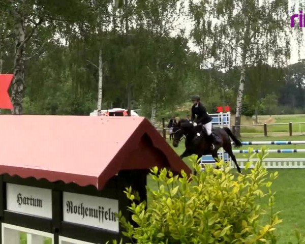 Reitturnier Hille 2020