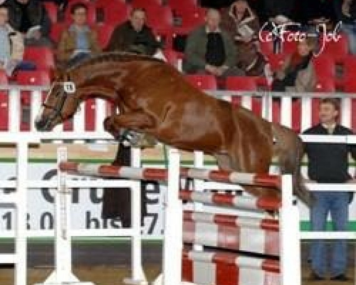 stallion Saipan (German Riding Pony, 2000, from Sweet Dream SF)