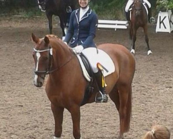 dressage horse Pikolina K (Westphalian, 2009, from Pik Labionics)