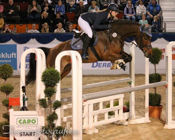 jumper Cavallino KV (Westphalian, 2005, from Collin L)