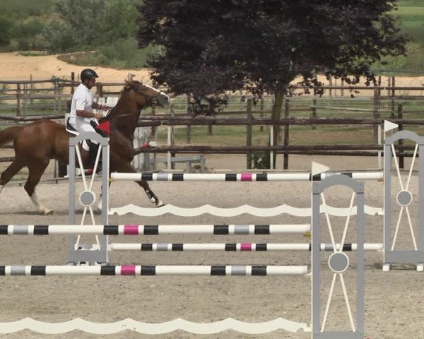 Reitturnier Worms-Pfeddersheim / Reitsportanlage Wittemer 2020
