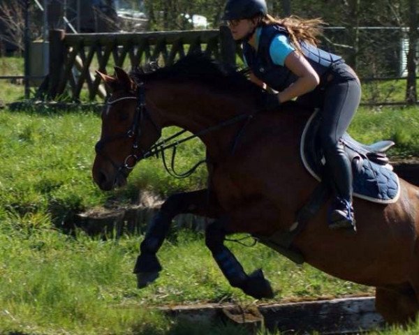 jumper Whynona (KWPN (Royal Dutch Sporthorse), 2003, from Lavito)