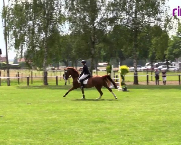 Reitturnier Hille 2020