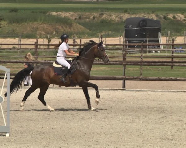 Reitturnier Worms-Pfeddersheim / Reitsportanlage Wittemer 2020