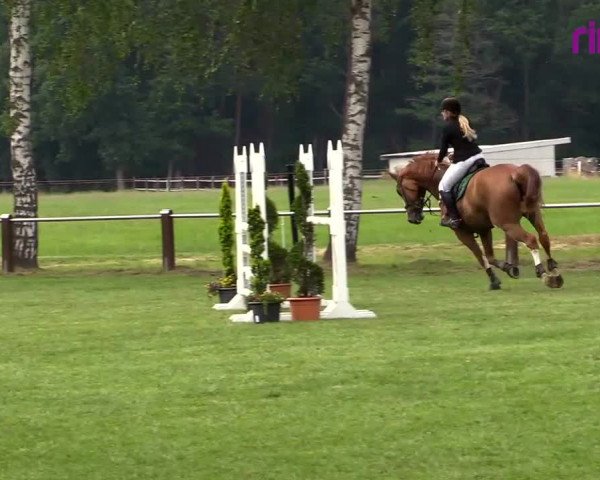 Reitturnier Hille 2020