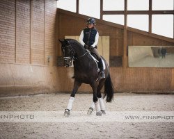 dressage horse Double Trouble 15 (Rhinelander, 2009, from Ips Don Massimo)