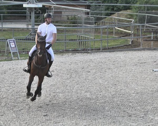 Reitturnier Worms-Pfeddersheim / Reitsportanlage Wittemer 2020