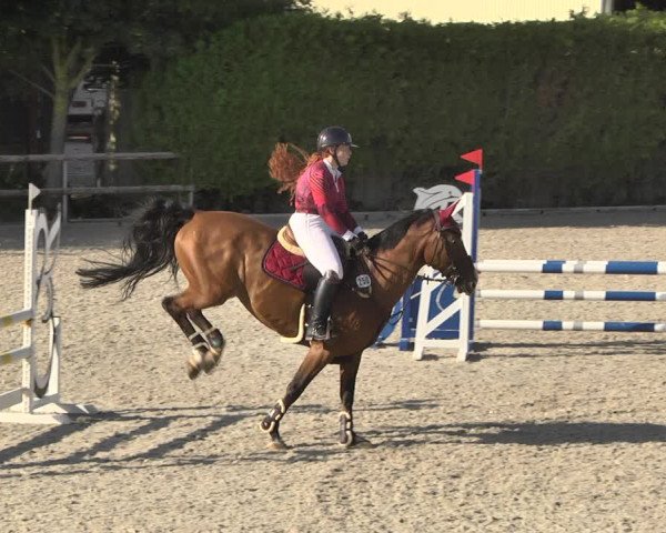 Reitturnier Worms-Pfeddersheim / Reitsportanlage Wittemer 2020