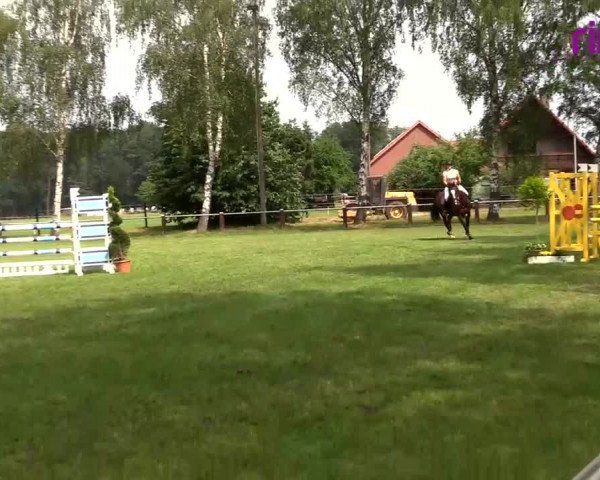 Reitturnier Hille 2020