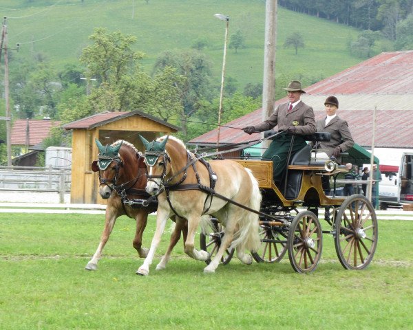broodmare Nevada (Haflinger, 2007, from Adler-C)