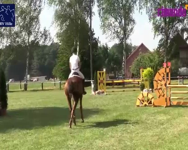 Reitturnier Hille 2020