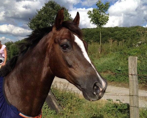 Pferd Bravados K (Deutsches Reitpony, 1996, von Black Boy)