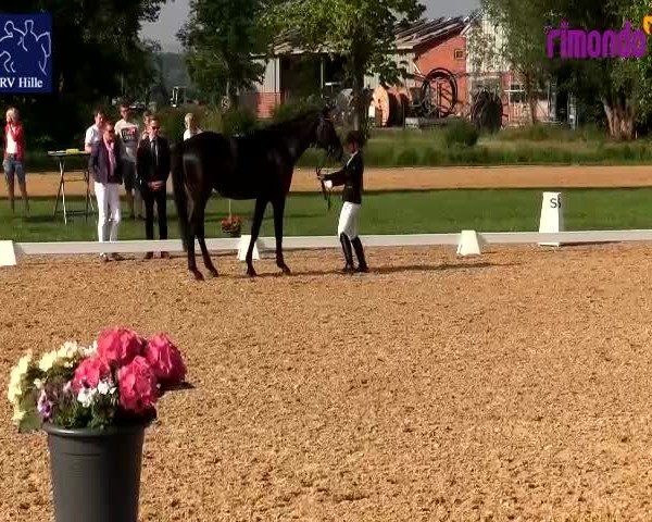 Reitturnier Hille 2020