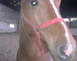 dressage horse Ludano 3 (Hanoverian, 2009, from Lauscher)