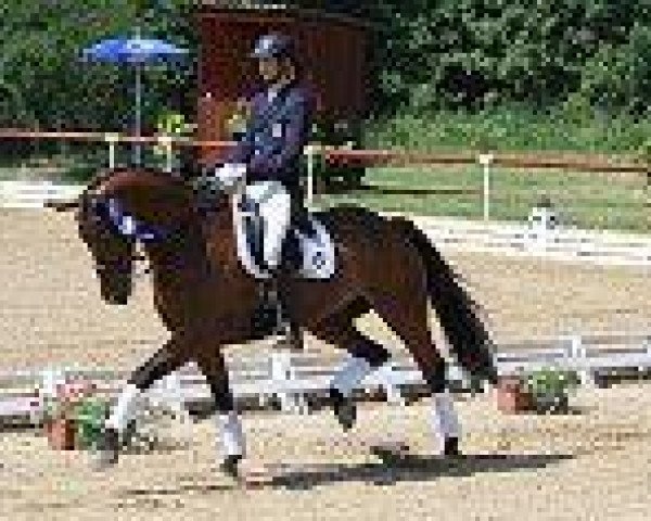 Dressurpferd Ballentino (Schwedisches Warmblut, 2000, von Wetano)