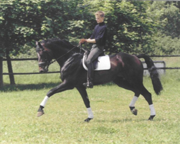 Deckhengst Loudini (Holsteiner, 1994, von Loutano)