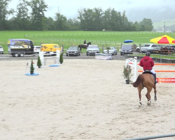 Reitturnier Galgenen 2020