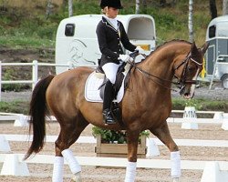dressage horse Winton (Swedish Warmblood, 2004, from Warsteiner 946)