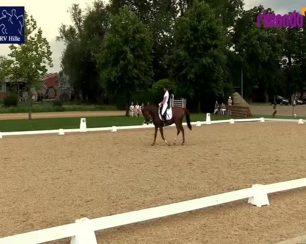 Reitturnier Hille 2020