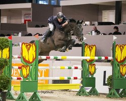 jumper van Schijndel's Winston (KWPN (Royal Dutch Sporthorse), 2003, from Cantos)