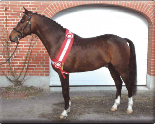 stallion Orchid's Pride (New Forest Pony, 2001, from Marits Mistique)