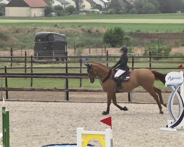 Reitturnier Worms-Pfeddersheim / Reitsportanlage Wittemer 2020