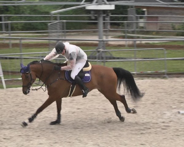 Reitturnier Worms-Pfeddersheim / Reitsportanlage Wittemer 2020