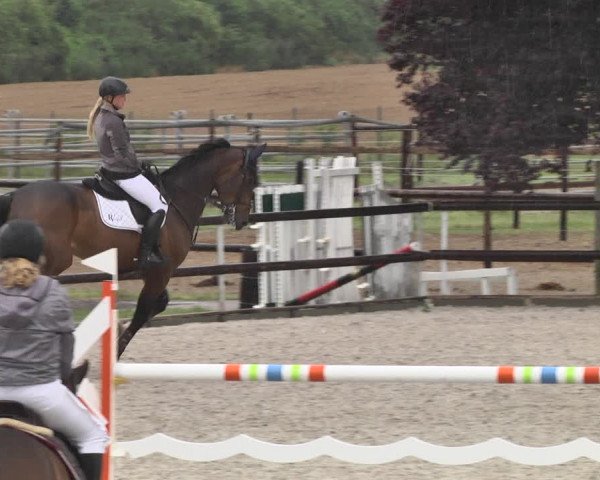 Reitturnier Worms-Pfeddersheim / Reitsportanlage Wittemer 2020