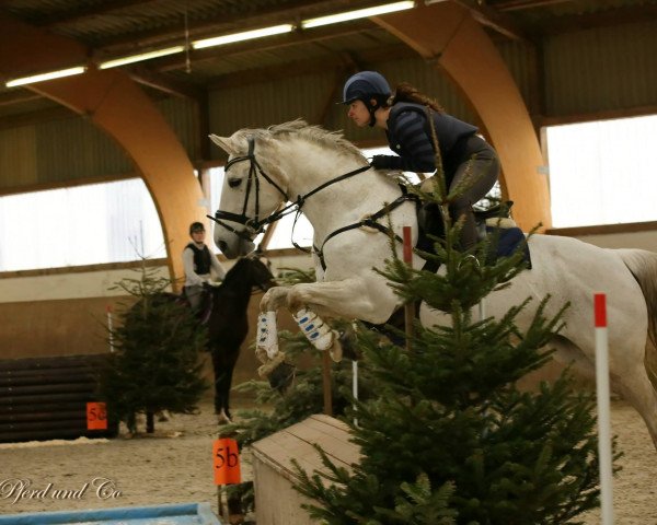 Springpferd Rubalia (KWPN (Niederländisches Warmblut), 1998, von Indorado)