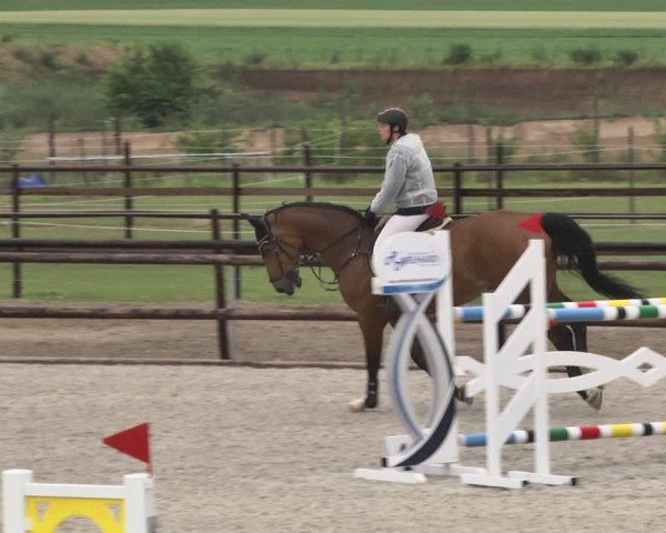 Reitturnier Worms-Pfeddersheim / Reitsportanlage Wittemer 2020