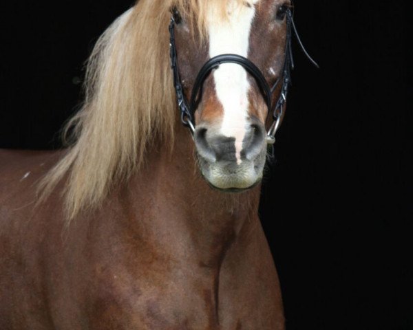 horse Maximus (Black Forest Horse, 1993, from Ricki) horse Maximus (Black Forest Horse, 1993, from Ricki)