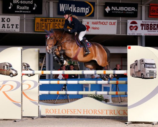 Cavallo da salto Sorrento (KWPN (Warmblood olandese), 1999, di Kingston)