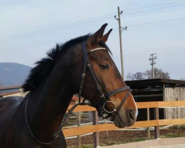 dressage horse Dalaika 3 (Oldenburg, 2006, from Danone 4)