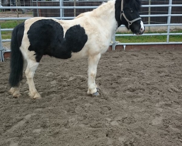 horse Schecky (unknown, 2000)