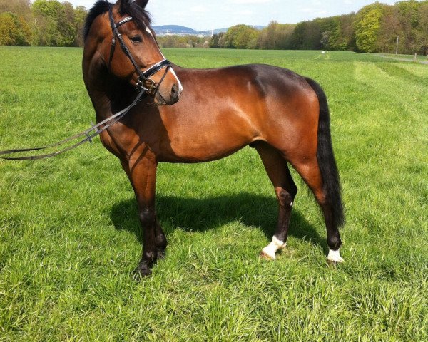 Hest Remus (Wielkopolski, 2010, fra Regon)