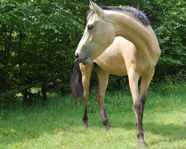 horse Sternchen 459 (German Riding Pony, 2013, from Strahlemann)
