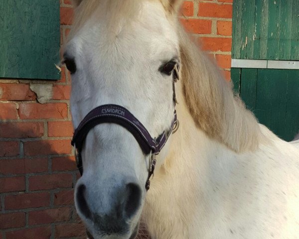 jumper Beauty (German Riding Pony, 2000, from Blizzard 51)