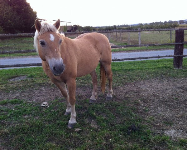 horse Wanja (Haflinger, 1989, from Metronom)