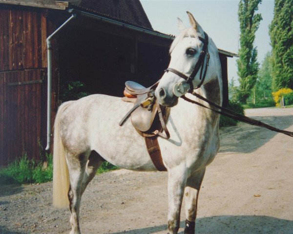 horse Karim (Arabian purebred, 1985, from Messaoud 1979 ox)