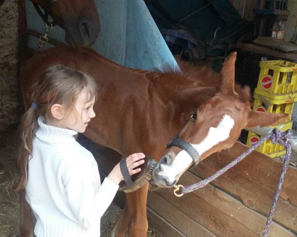 horse Colorado Fox S (German Sport Horse, 2015, from Courtier)