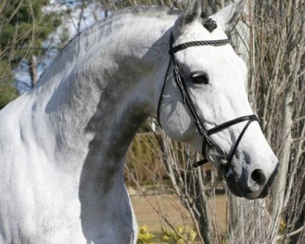 Deckhengst Cassander C (Holsteiner, 2001, von Cassini I)