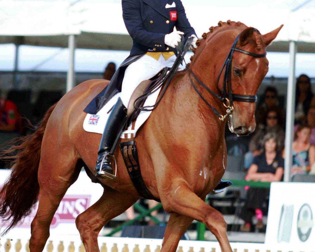 dressage horse Furst Rubin (Westphalian, 2004, from Fürst Piccolo)