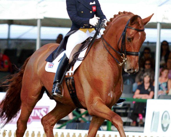 dressage horse Furst Rubin (Westphalian, 2004, from Fürst Piccolo)