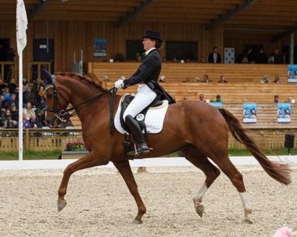 dressage horse Weltliebe (Danish Warmblood, 2003, from Weltjunge)