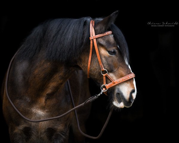 dressage horse Mrs. Brown (unknown, 2007)